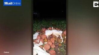 Лисица утащила смартфон - смотреть видео (0:43)