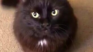 Только попробуй отказать коту - смотреть видео (0:31)