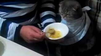 Жизнь у кота удалась! - смотреть видео (1:06)