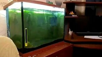 Не суй палец в рот пиранье - смотреть видео (0:08)