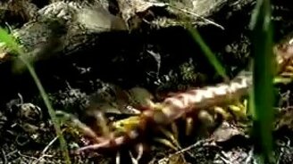 Сколопендра охотится на тарантула - смотреть видео (1:50)