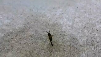 Оса-байкер улетела прочь - смотреть видео (0:07)