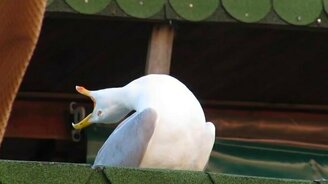 Чайка выразительно смеётся - смотреть видео (0:10)