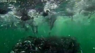 Морская жизнь вблизи - смотреть видео (1:15)