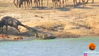Как бегемоты спасли антилопу от крокодила - смотреть видео (2:59)