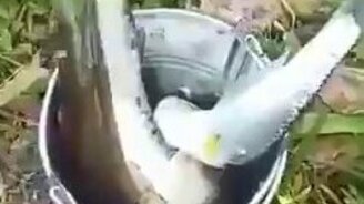 Наловили рыбы - аж в ведро не помещается! - смотреть видео (0:18)