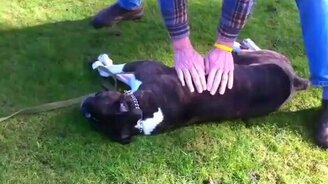 Оживление собаки - смотреть видео (2:46)