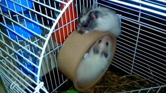 Два хомяка в колесе - смотреть видео (0:50)