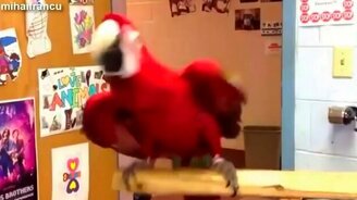 Чудные попугаи танцуют - смотреть видео (2:12)