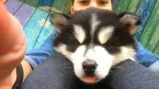 Сонный маленький хаски - смотреть видео (0:12)