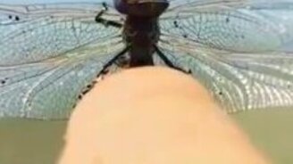 Стрекоза, умывающаяся на пальце - смотреть видео (0:34)
