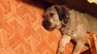 Что снится собаке? - смотреть видео (0:30)