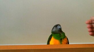 Попугай чудит перед рукой - смотреть видео (0:33)