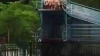 Водный аттракцион для свиней - смотреть видео (1:49)