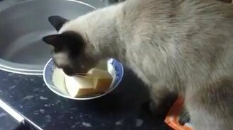 Кошке нравится дыня - смотреть видео (1:15)