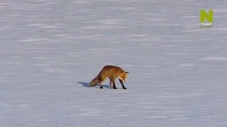 Лиса против снежного наста - смотреть видео (1:00)