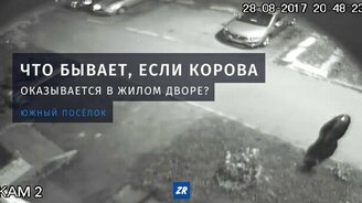 Приключения коровы во дворе - смотреть видео (0:56)