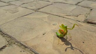 Как богомол обороняется - смотреть видео (0:25)