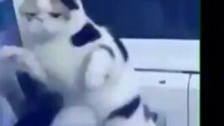 Кот чудно двигается - смотреть видео (0:40)