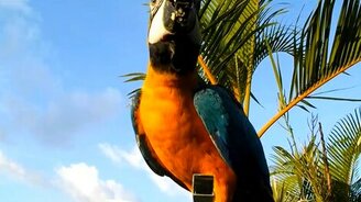 Венесуэльские голуби - смотреть видео (1:25)