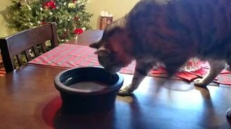 Подборка с забавными котиками - смотреть видео (5:47)