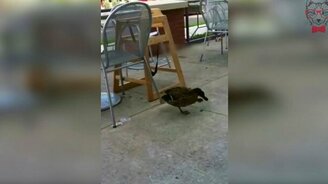 Когда съел гадость - смотреть видео (0:14)