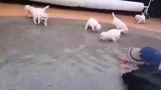 Щенята впервые купаются - смотреть видео (2:02)