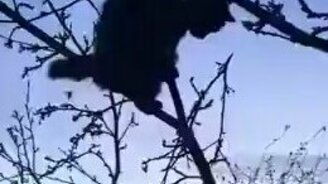 Кот ловит жуков на дереве - смотреть видео (0:23)