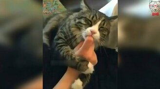 Кот присосался к пальцу - смотреть видео (0:11)
