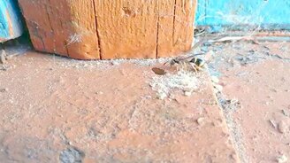 Оса-бурильщик - смотреть видео (0:27)