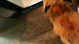 Грустно, когда холодильник пустой - смотреть видео (0:49)