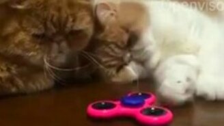 Грустные коты перед спиннером - смотреть видео (0:31)