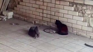 Когда ты кривляешься, а ему всё равно - смотреть видео (0:28)