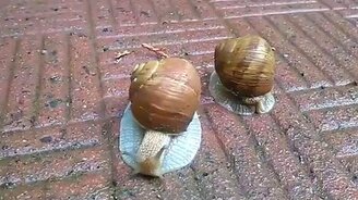 Утренняя пробежка улиток - смотреть видео (0:48)