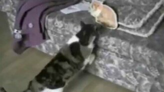 Не терплю соперников - смотреть видео (0:18)