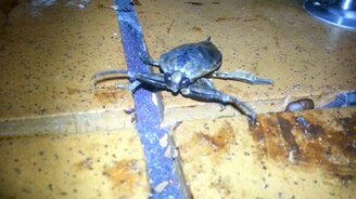 Блоха атакует! - смотреть видео (0:21)