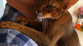 Кошка встречает хозяина - смотреть видео (2:10)