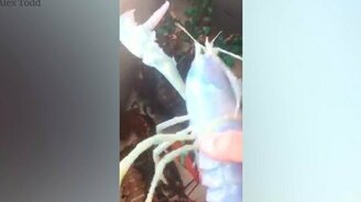 Омар-альбинос - смотреть видео (0:15)