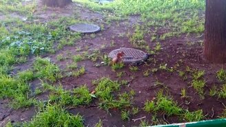 Белка ест семечки - смотреть видео (3:27)