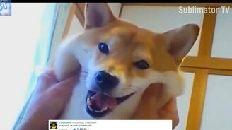 Смешные коты и собаки для вас - смотреть видео (10:35)