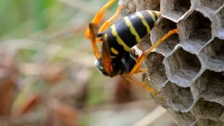 Как осы строят гнездо - смотреть видео (2:12)