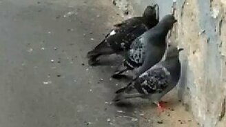 Голуби поедают здание - смотреть видео (0:24)