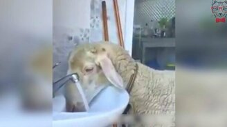 Умная овца утоляет жажду - смотреть видео (0:23)