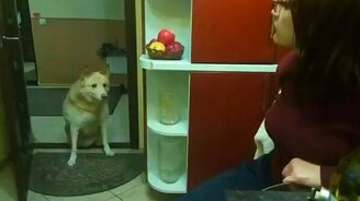 Лай шёпотом! - смотреть видео (1:10)