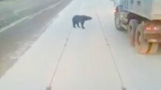 Медведь-попрошайка на дороге - смотреть видео (1:53)