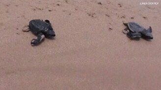 Рождение черепашек - смотреть видео (6:02)