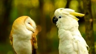 Знакомство попугая с совой - смотреть видео (1:11)