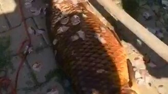 Чистим рыбу тяпкой - смотреть видео (0:49)