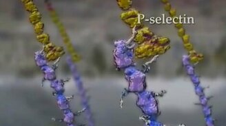 Как устроены клетки внутри нас - смотреть видео (8:25)