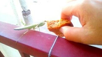 Богомол угощается печеньем - смотреть видео (2:41)